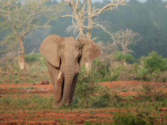 Krugerpark - Olifant