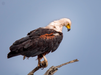Krugerpark - Visarend