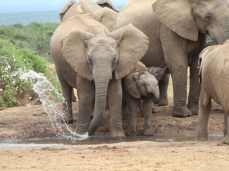 Zuid-Afrika - Addo Elephant Park