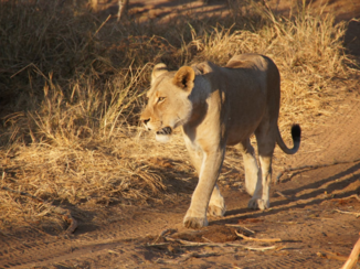 Zuid-Afrika - Vrouwtjes leeuw