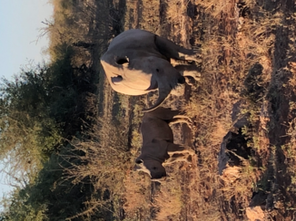 Zuid-Afrika - Baby neushoorn