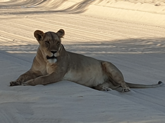 Kgalagadi Transfrontier Park