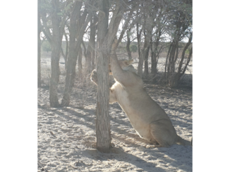 Kgalagadi Transfrontier Park