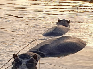 Zuid-Afrika - 'Wat moet je'