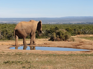 Zuid-Afrika - Dorst!