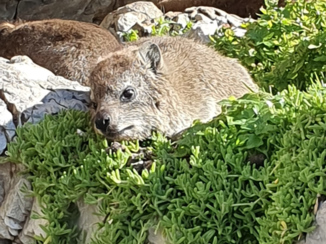 Zuid-Afrika - Rustig blijven zitten...