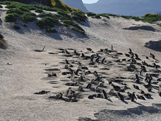 Zuid-Afrika - Mind your step!