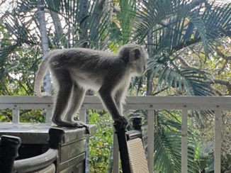 Zuid-Afrika - Visite