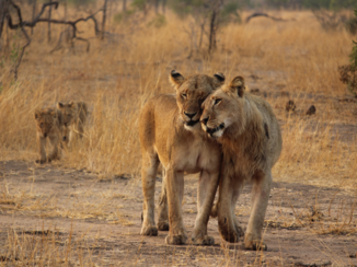 Zuid-Afrika - Leeuwen familie