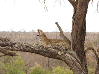 Zuid-Afrika - Luipaard