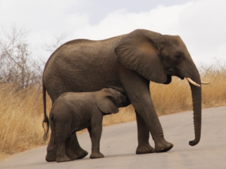 Zuid-Afrika - Moeder en kind
