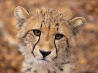 Zuid-Afrika - Baby cheetah