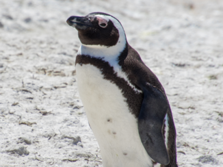 Zuid-Afrika - Pinguïn