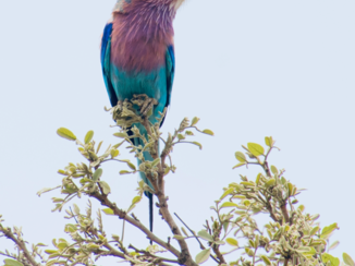 Zuid-Afrika - Lilac breasted Roller