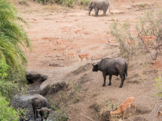 Zuid-Afrika - 2/ big five