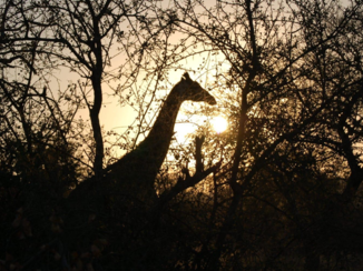 Zuid-Afrika - Zonsondergang met een giraffe