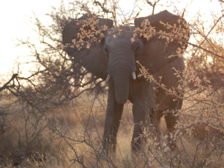 Zuid-Afrika - Bozen olifant !