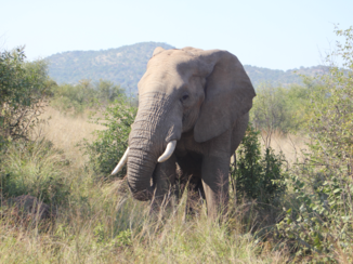 Zuid-Afrika - Safari