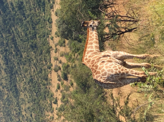 Zuid-Afrika - Safari