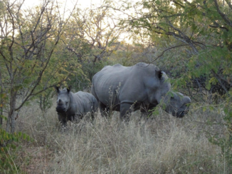Zuid-Afrika - Onthoornde 🦏