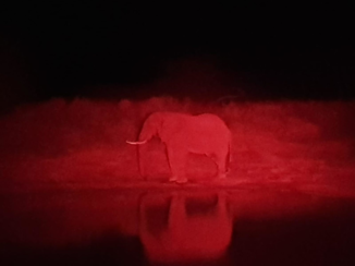 Zuid-Afrika - Drinkende olifant in de nacht