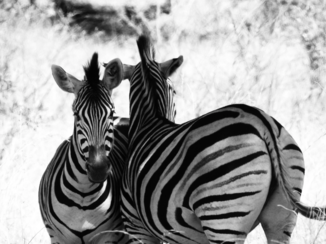 Zuid-Afrika - Zebra