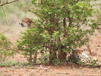 Zuid-Afrika - Met een volle maag rustende Cheetah broers