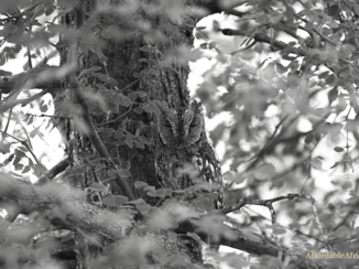 Zuid-Afrika - Vind de Scops uil