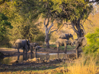 Zuid-Afrika - All good things are wild and free