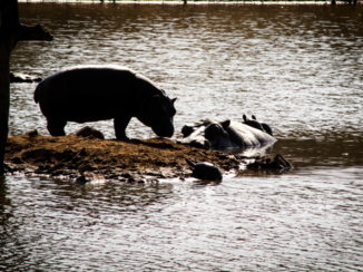 Zuid-Afrika - Follow your dreams, they know the way