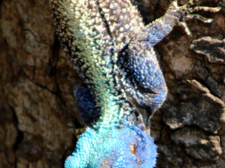 Krugerpark - boom agame in Kruger