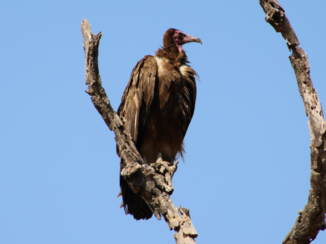 Krugerpark - kapgier in Kruger