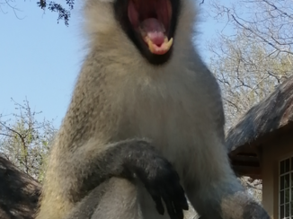Rondreis van Johannesburg naar Kaapstad