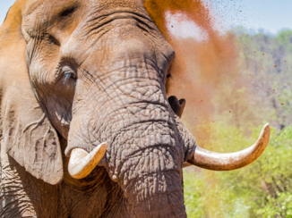 Zuid-Afrika - Olifant in Kruger park ZA