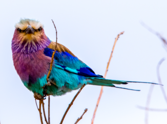Zuid-Afrika - Vorkstaartscharrelaar in Kruger park ZA