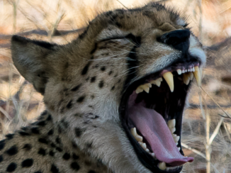 Zuid-Afrika - Cheetah in Kruger park ZA