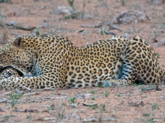 Zuid-Afrika - Luipaard in Kruger park ZA