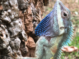 ANWB Vakantie - Kanchanaburi