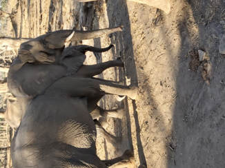 Zuid-Afrika - Krugerpark