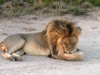 Zuid-Afrika - Kalahari Leeuw