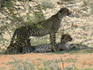 Zuid-Afrika - Cheetha's in de Kalahari