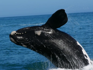 Zuid-Afrika - Hermanus