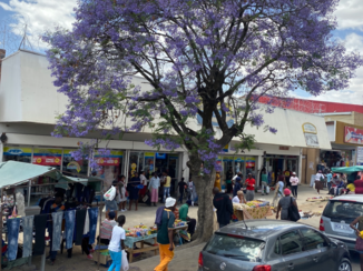 Rondreis van Johannesburg naar Kaapstad - Markt en prachtig gekleurde boom.
