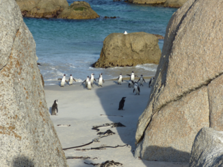 Zuid-Afrika - Bolders African pinguin