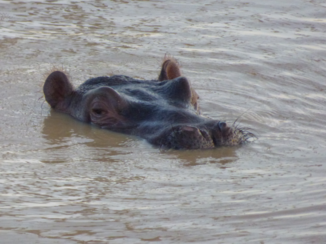 Zuid-Afrika - Nijlpaard