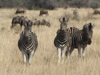 Limpopo - Kololo Game Reserve - op de mountainbike door het park 'veilig' wild spotten