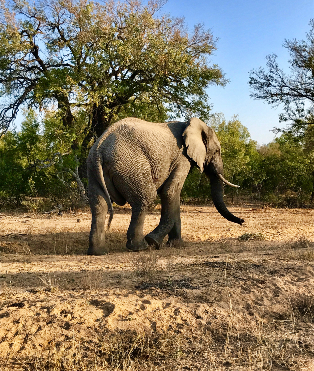 Foto's & Video's Krugerpark - Zuid-Afrika.nl